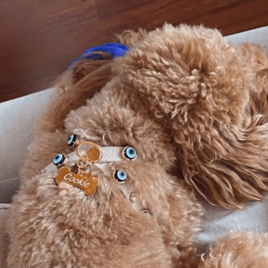 Suede Evil Eye Dog Harness | Sand Beige ⚜️ - PAW LONDON