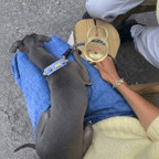Suede Evil Eye Greyhounds Dog Collar | Baby Blue ⚜️ - PAW LONDON