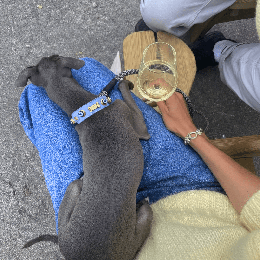 Suede Evil Eye Greyhounds Dog Collar | Baby Blue ⚜️ - PAW LONDON