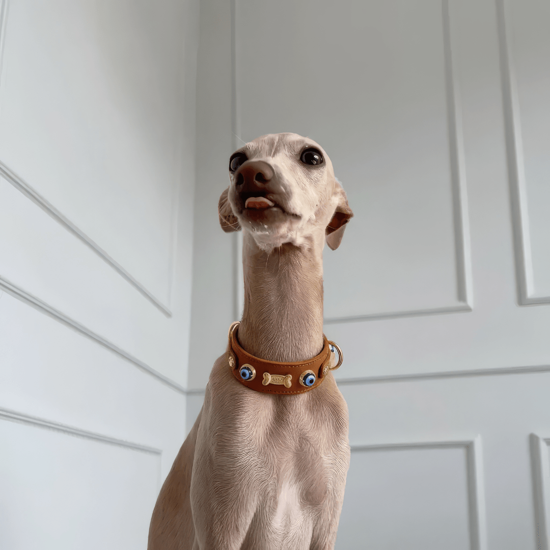 Suede Evil Eye Greyhounds Dog Collar | Cinnamon ⚜️ - PAW LONDON