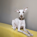 Suede Evil Eye Hound Collar | Bitter Chocolate - PAW LONDON