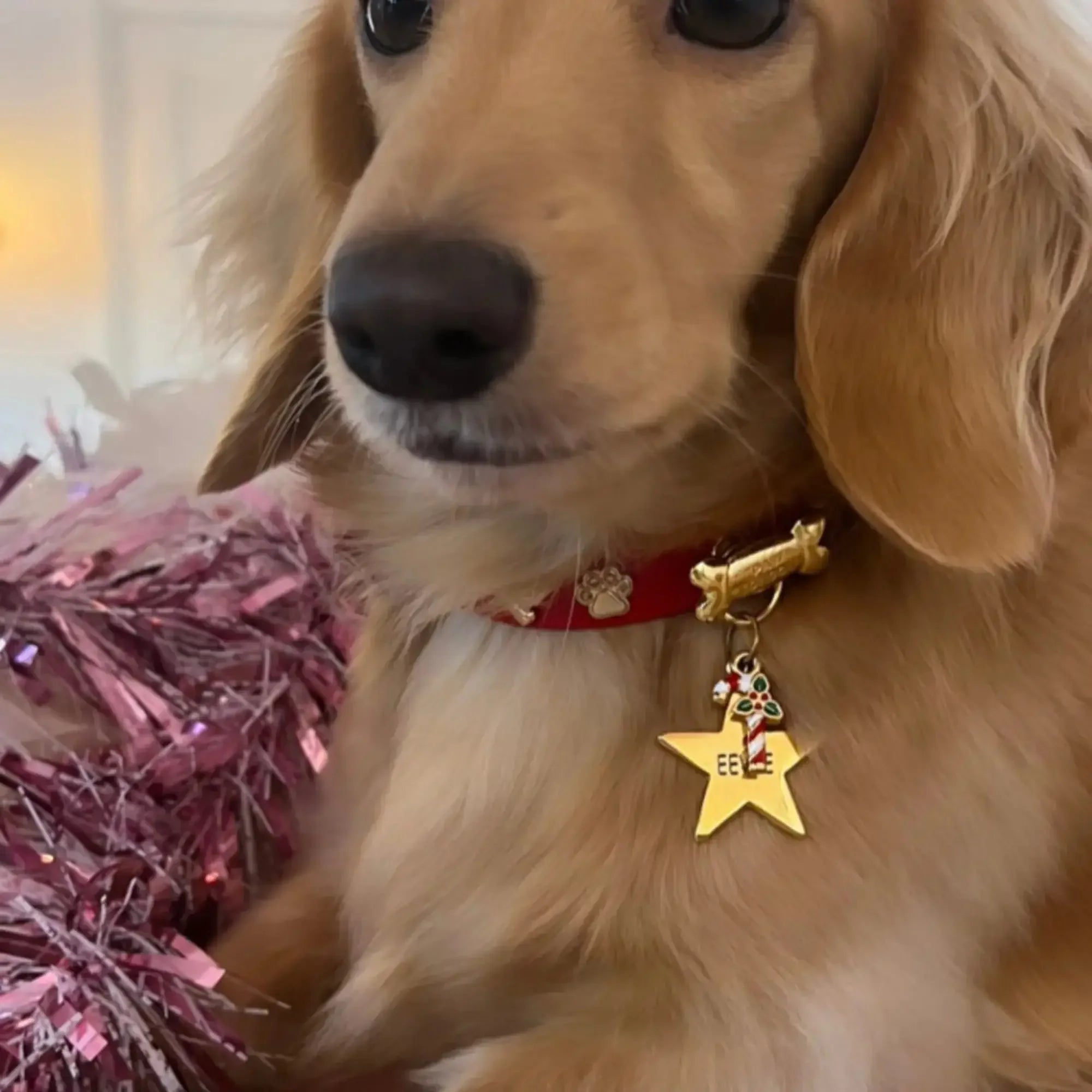 Bow Bone Dog Collar | Red 🎄 - PAW LONDON