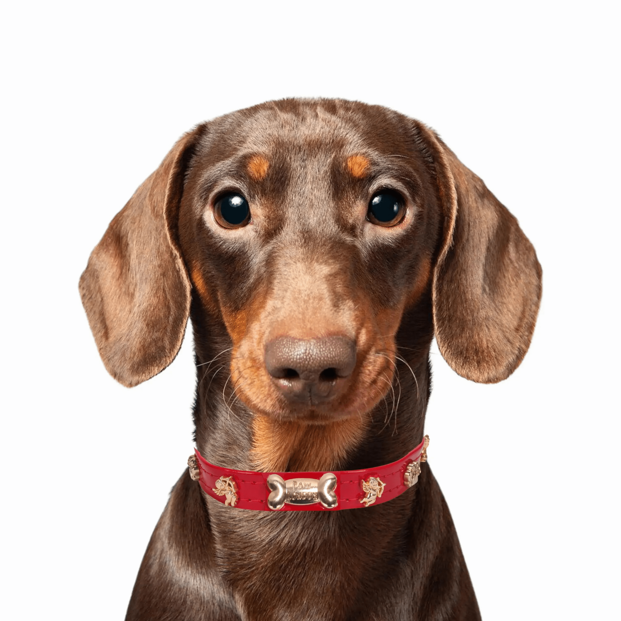 Cupid Gold Dog Collar 🏹 | RED - PAW LONDON