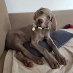 Evil Eye Dog Collar Black 🧿 - PAW LONDON