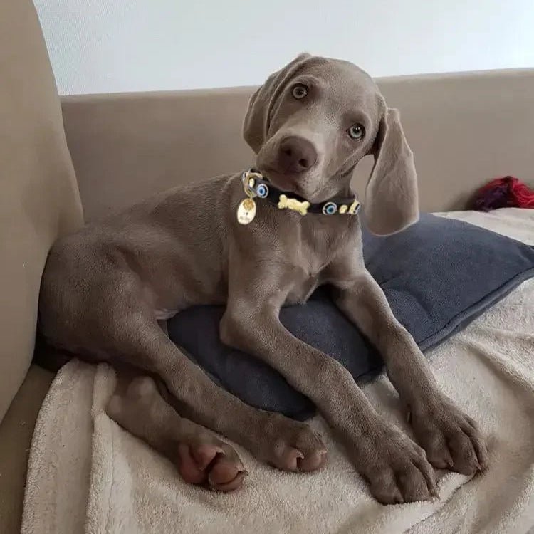 Evil Eye Dog Collar Black 🧿 - PAW LONDON