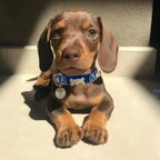 Evil Eye Dog Collar Royal Blue 🧿. - PAW LONDON