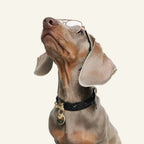 Pawlentino Rockstud Dog Collar | Black on Black 🪨 - PAW LONDON