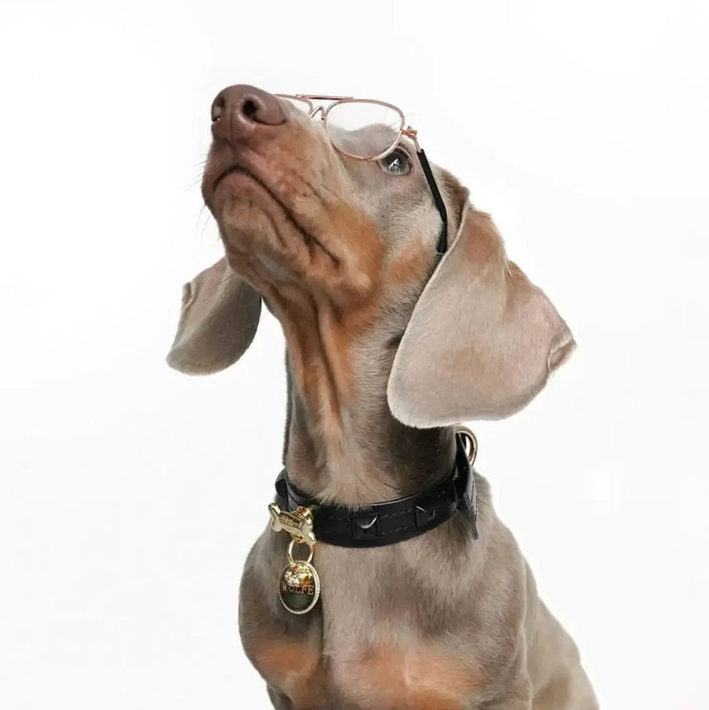 Pawlentino Rockstud Dog Collar | Black on Black 🪨 - PAW LONDON